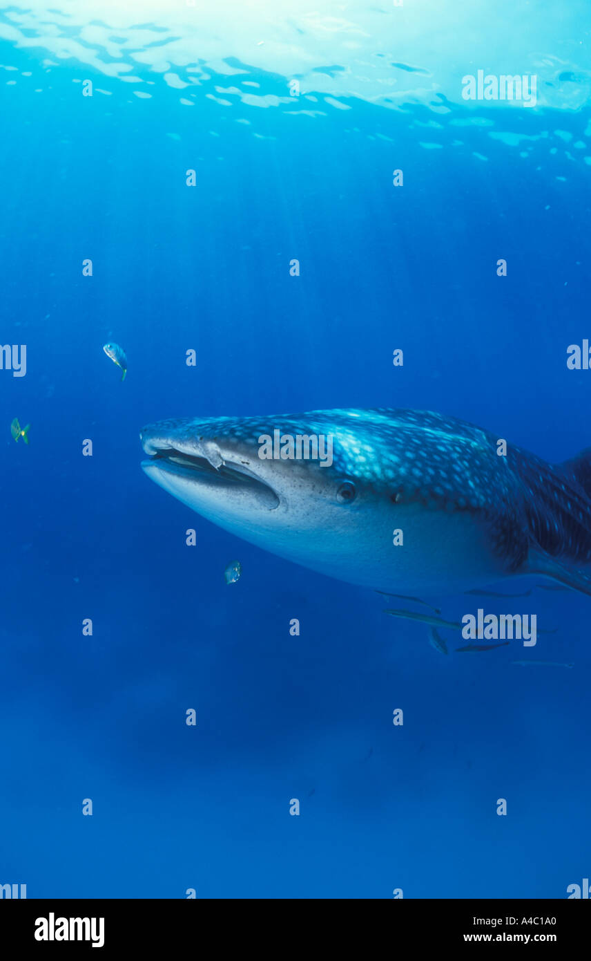 Whale shark juvenile hi-res stock photography and images - Alamy