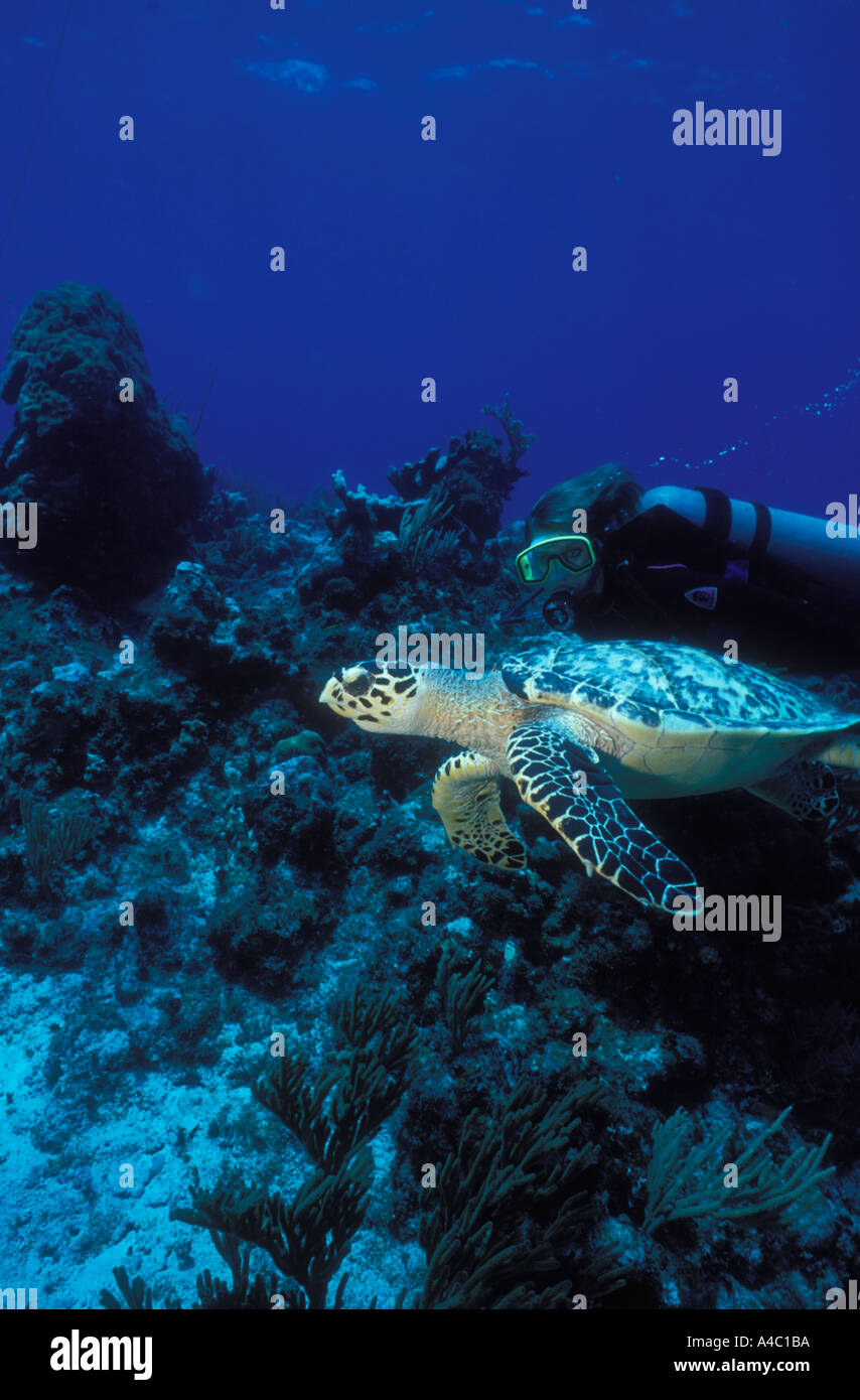 diver-and-hawksbill-turtle-eretmochelys-iimbricata-cayman-islands-stock