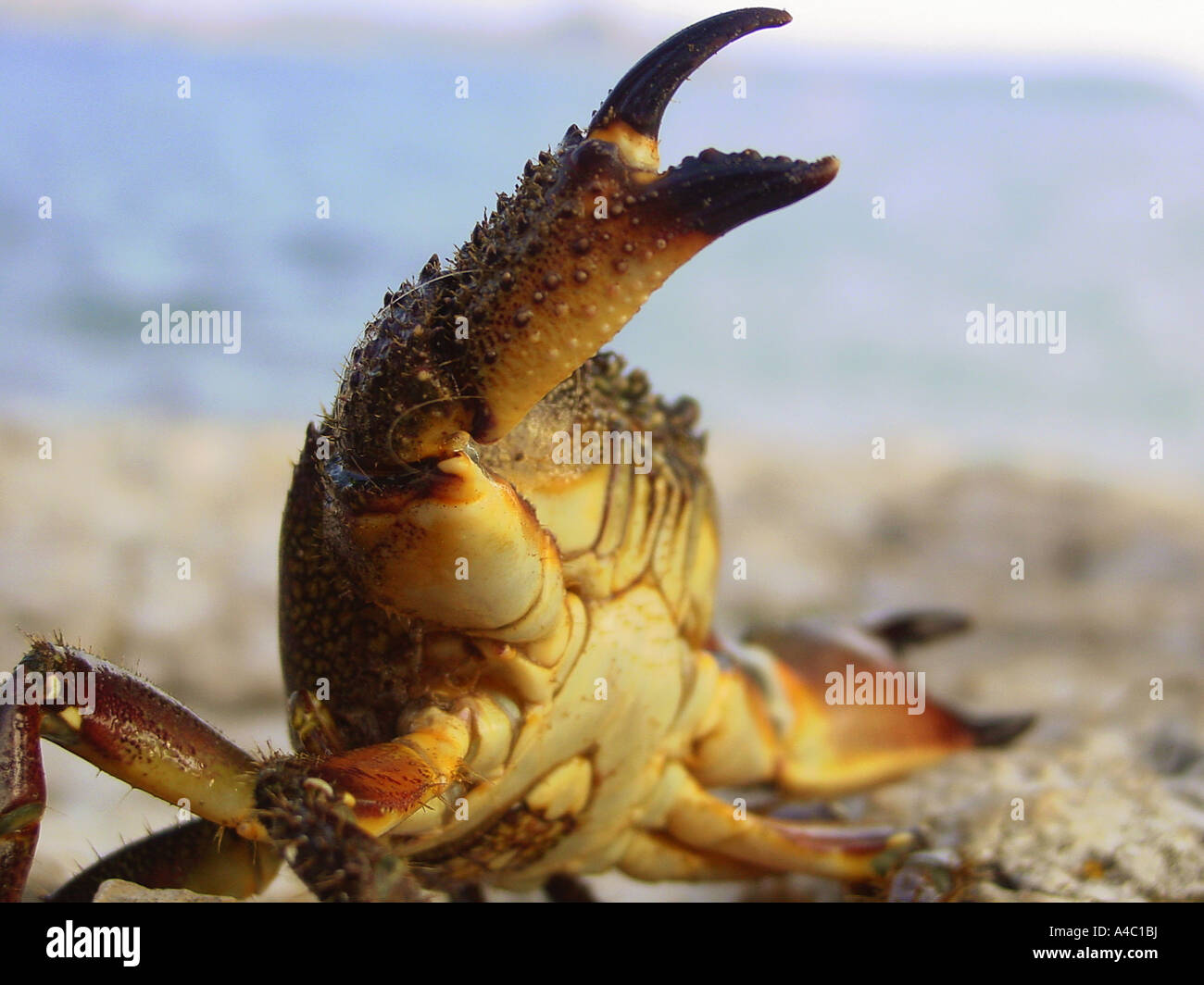 crawfish - pincer / crayfish Stock Photo