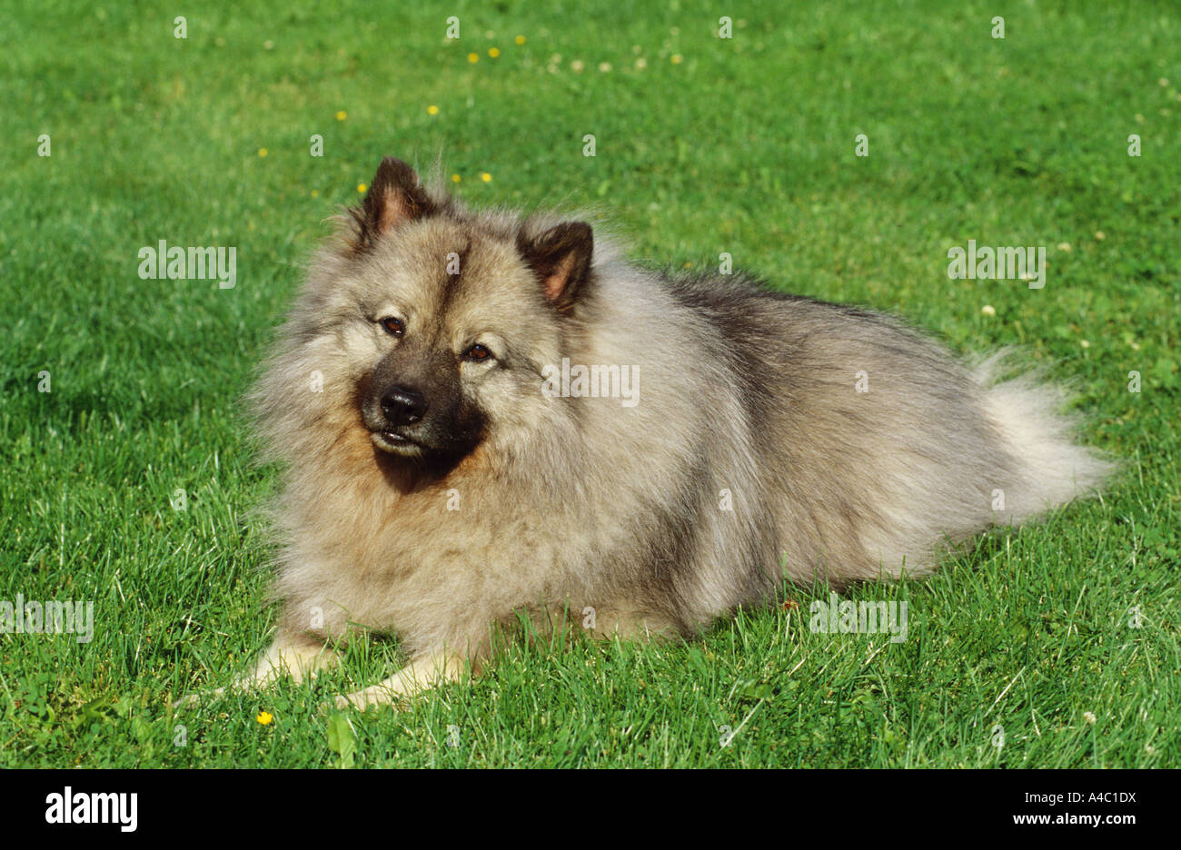 colored keeshond