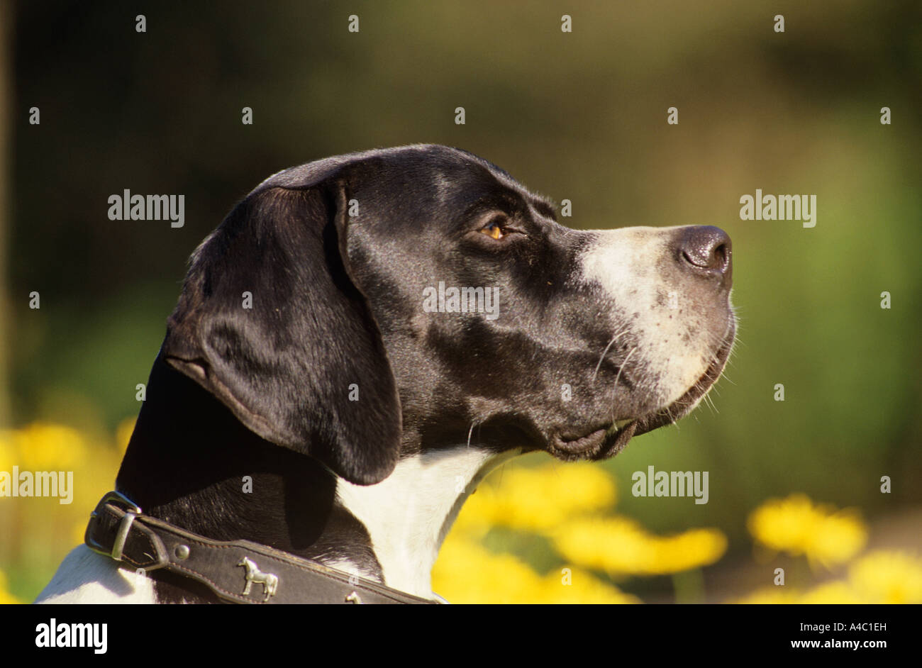 English pointer dog hires stock photography and images Alamy