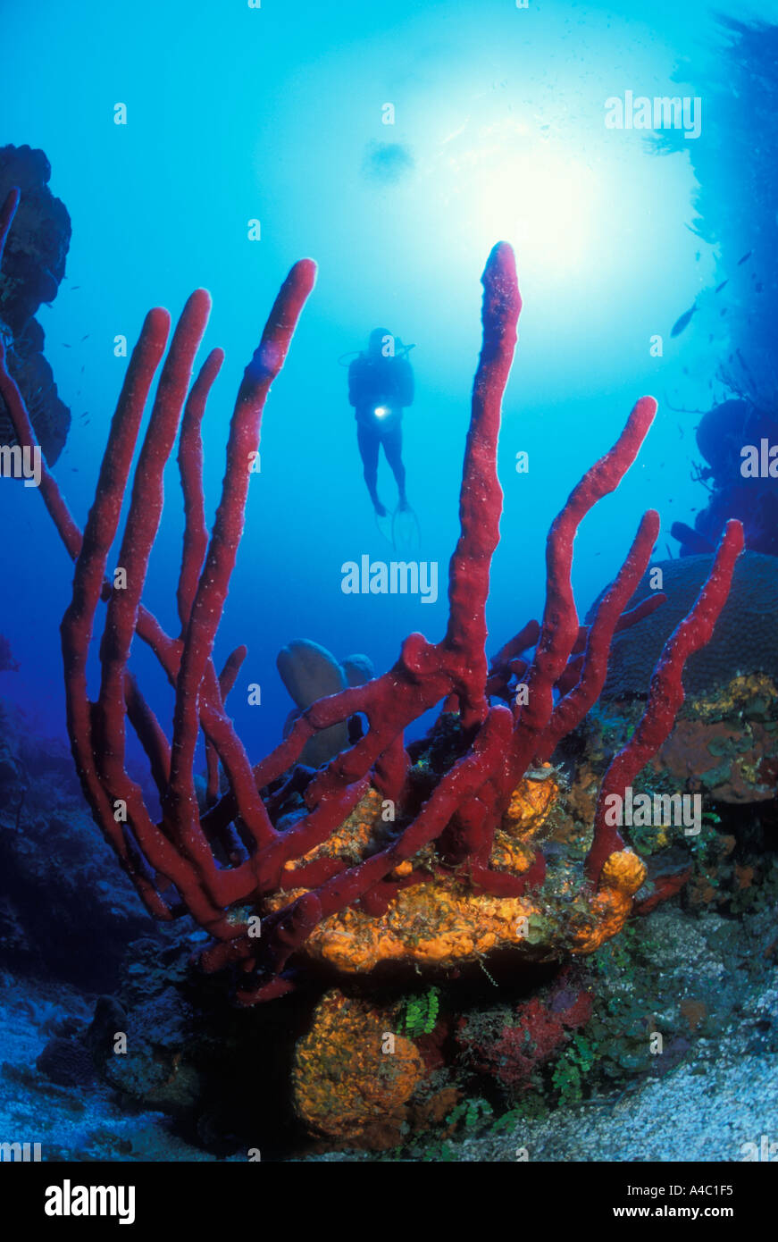 SILHOUETTE OF DIVER THROUGH ROPE SPONGES CAYMAN ISLANDS Stock Photo - Alamy