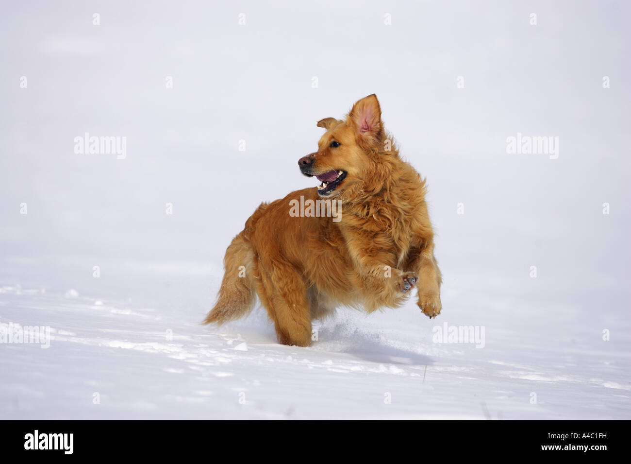 Golden Retriever dog - playing in snow Stock Photo - Alamy
