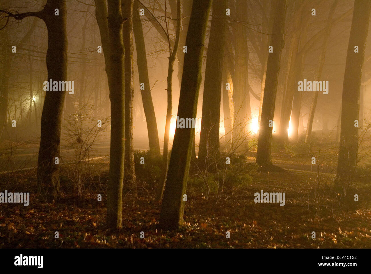 Trees In Night Fog Stock Photo