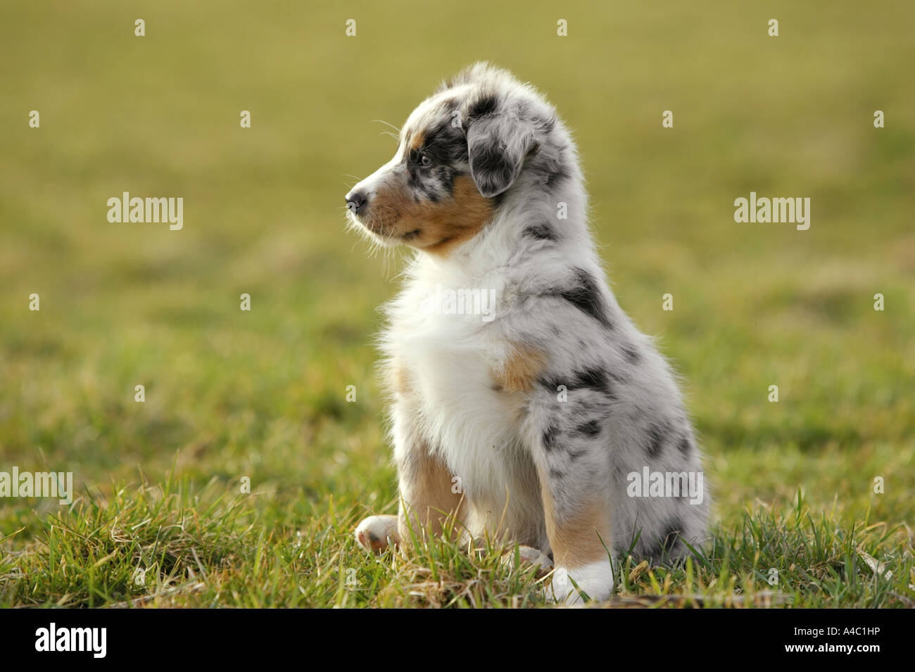 Australian Shepherd puppy sitting on meadow Stock Photo - Alamy