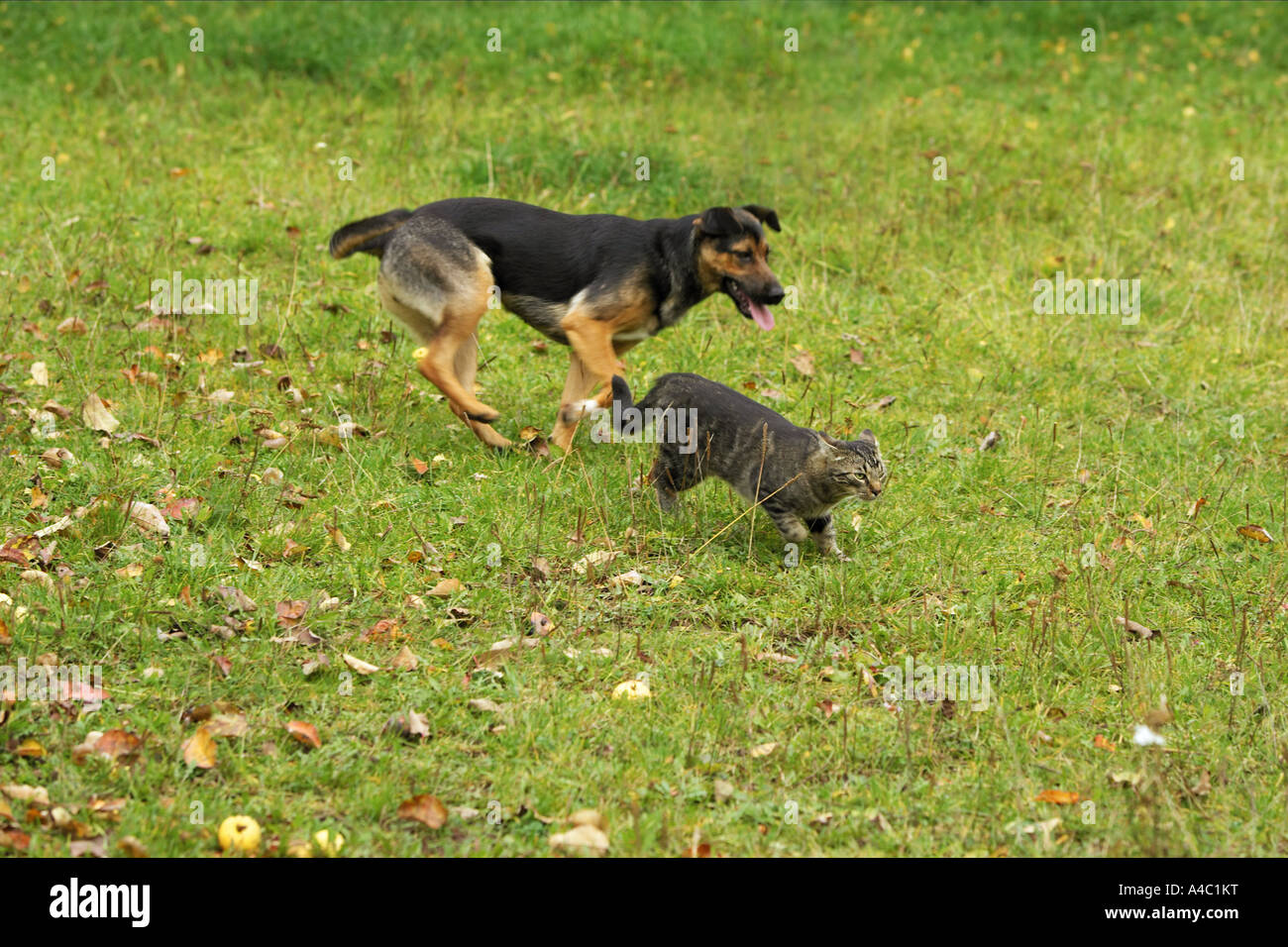 Half Cat Half Dog Hybrid