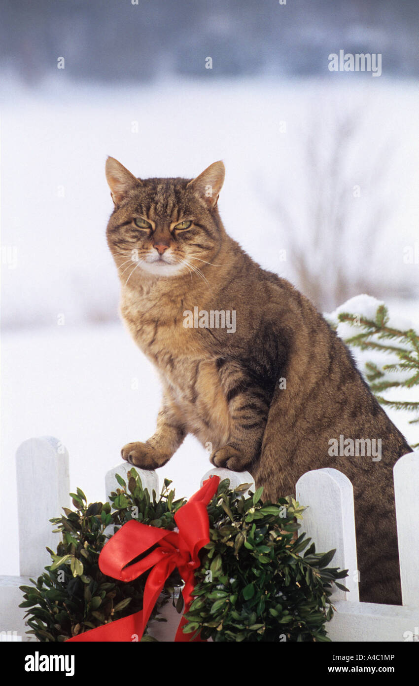 tabby domestic cat at wooden fence - winter Stock Photo - Alamy
