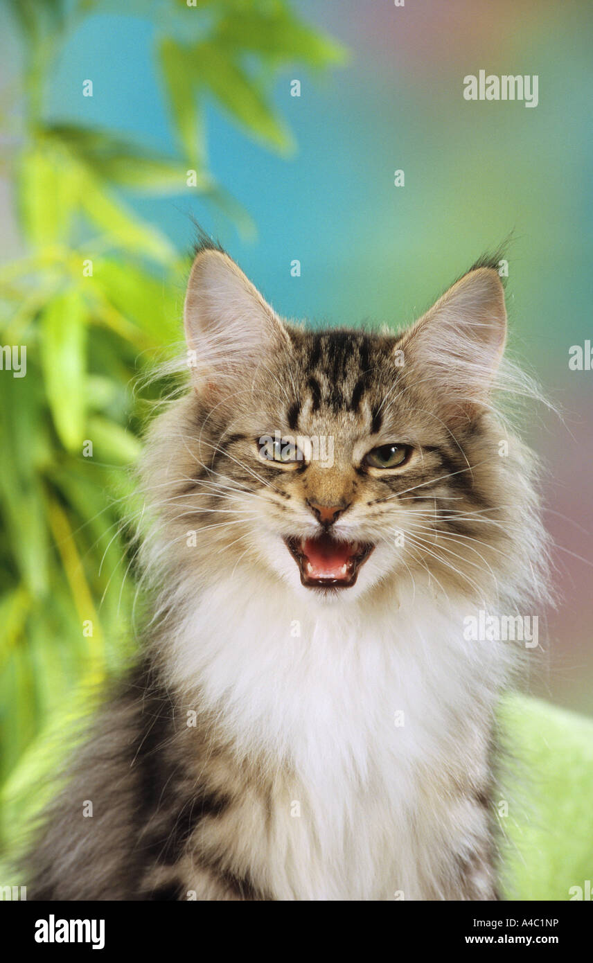 cat behaviour domestic cat is afraid Stock Photo Alamy