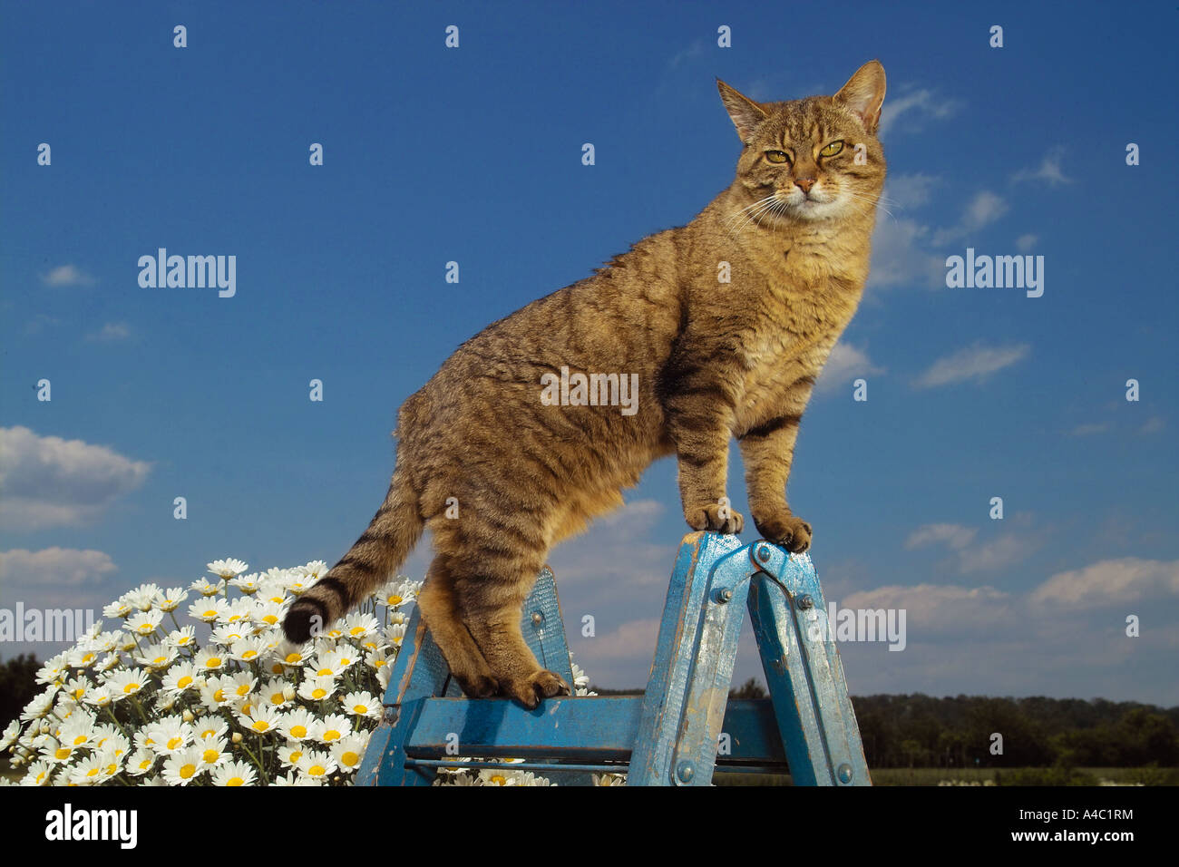 tabby domestic cat - standing on ladder Stock Photo - Alamy