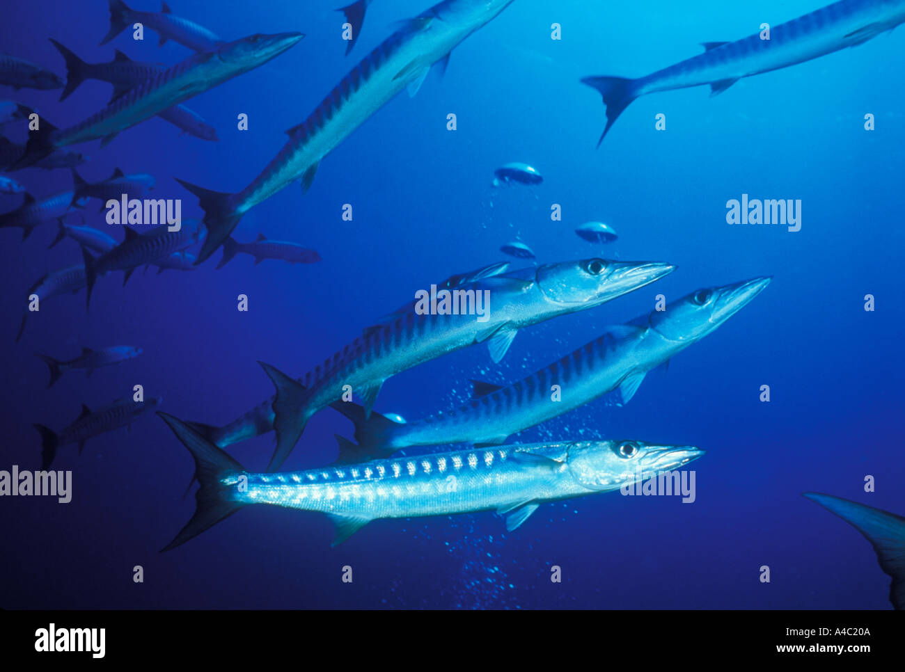 BLACKFIN BARRACUDA SPHYRAENA GENIE Stock Photo Alamy blackfin-barracuda-sphyraena-genie-stock-photo-alamy