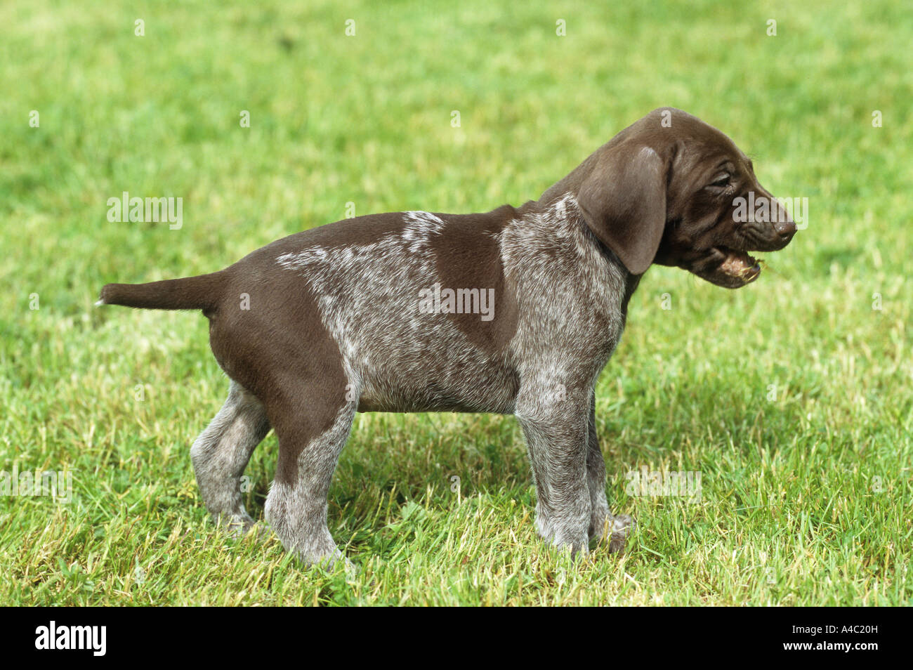 German Shorthaired Pointer - puppy on meadow Stock Photo