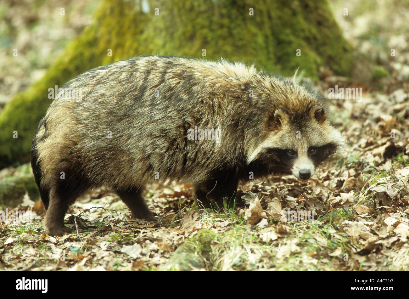raccoon dog walking lateral / Nyctereutes procyonoides Stock Photo