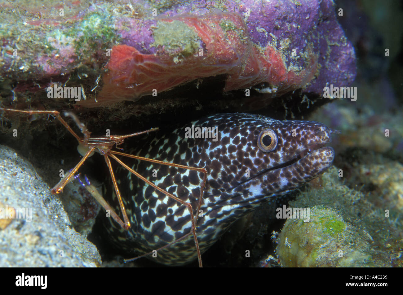 SPOTTED MORAY EEL GYMNOTHORAX MORINGA AT A CLEANING STATION ATTENDED BY A YELLOW LINE ARROW CRAB STENORHYNCHUS SETICORNIS Stock Photo
