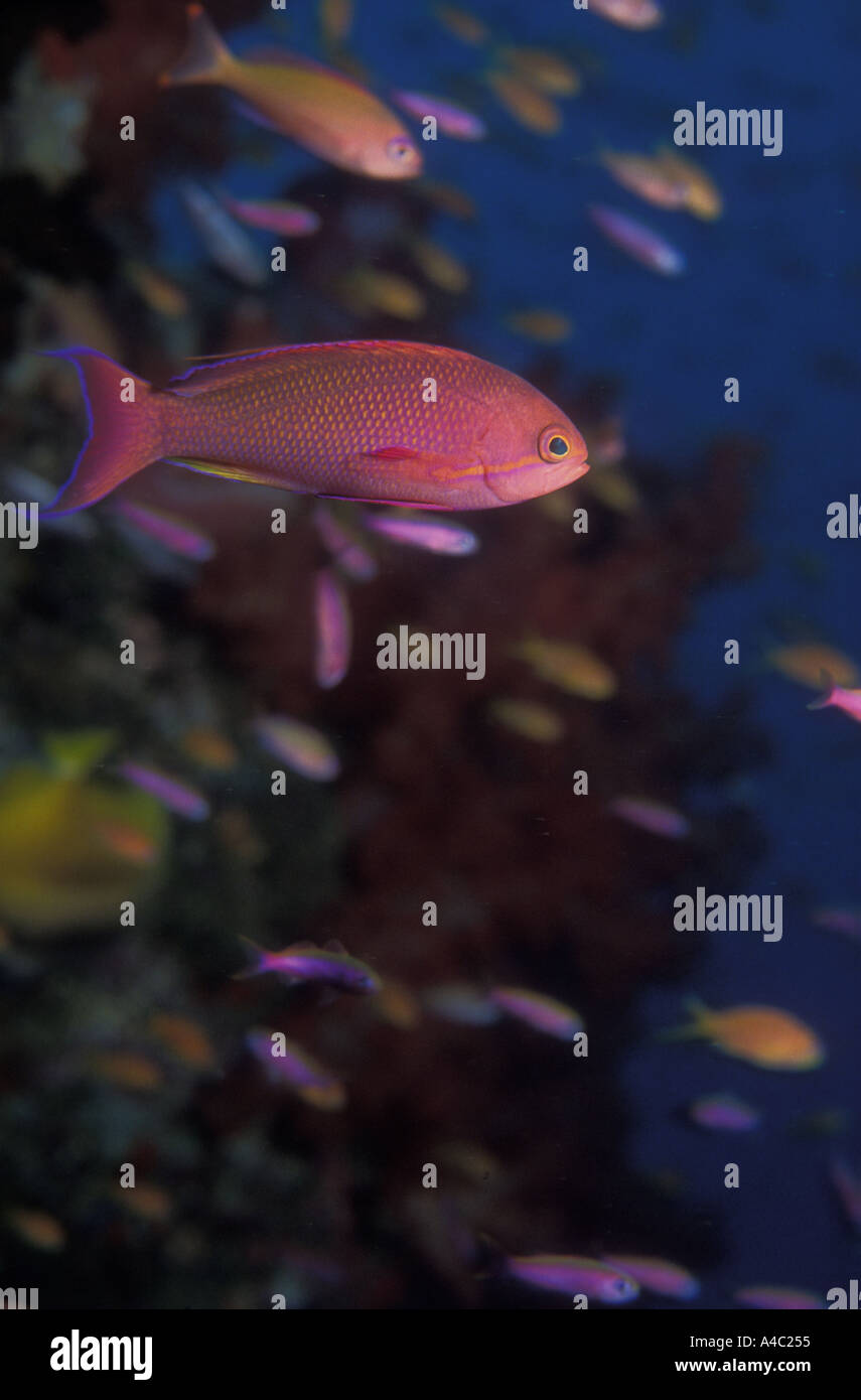 SCALEFIN ANTHIAS PSEUDANTHIAS SQUAMMIPINNIS Stock Photo - Alamy