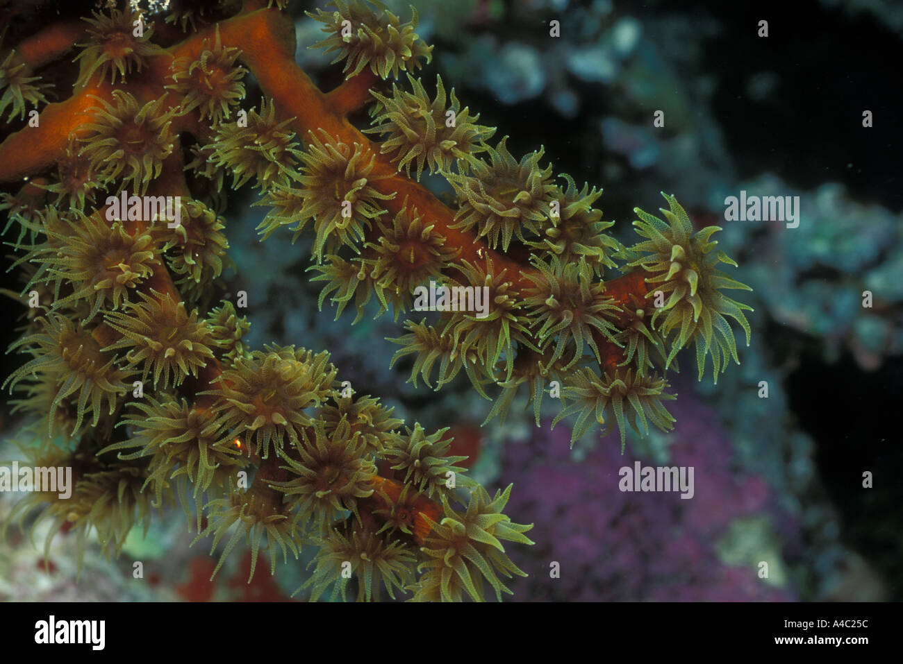 A BRANCH OF FLOWERY CORAL TUBASTRAEA MICRANTHA Stock Photo Alamy