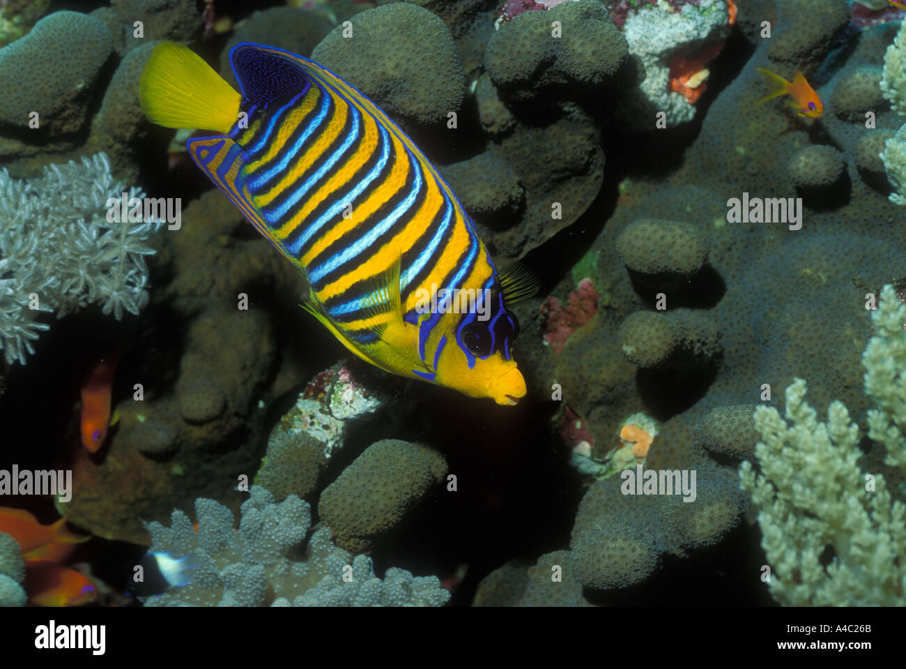 REGAL ANGELFISH PYGOPLITES DIACANTHUS Stock Photo