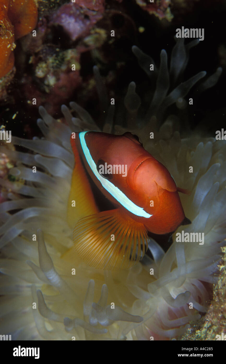RED AND BLACK ANEMONEFISH AMPHIPRION MELANOPUS Stock Photo