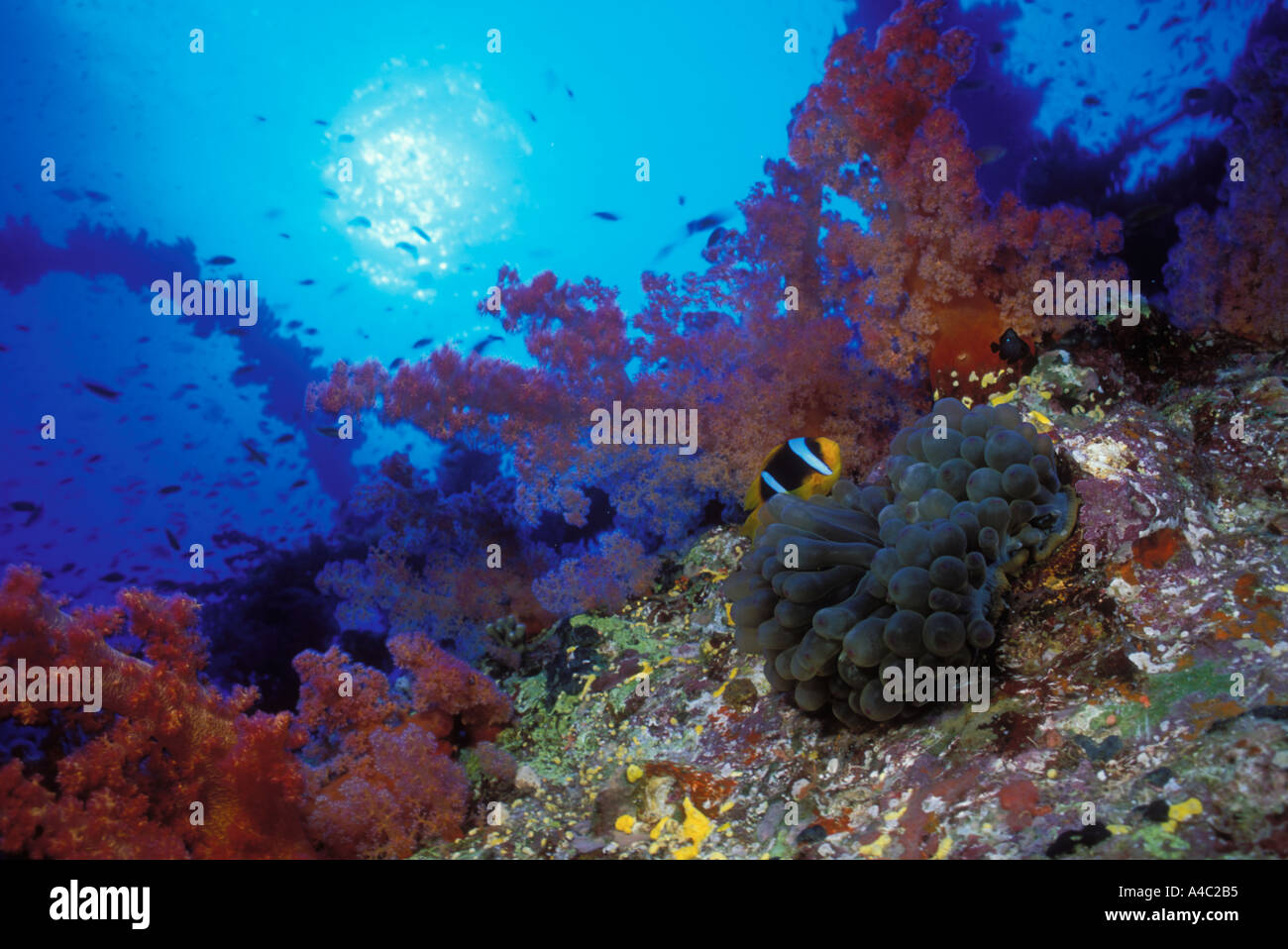 TWO BAND ANEMONEFISH AMPHIPRION BICINCTUS HUDDLES IN AN ANEMONE PERCHED ON WRECKAGE IN THE RED SEA Stock Photo