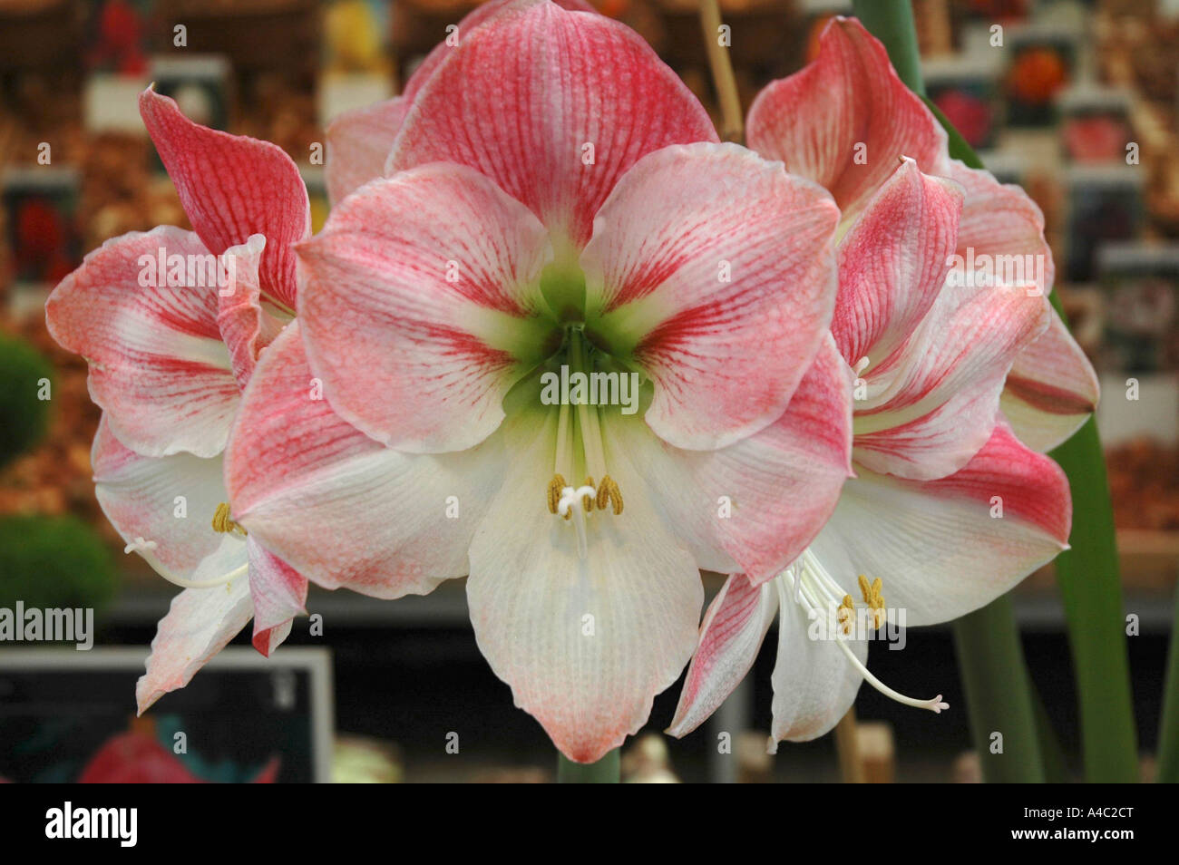 Amarylis in Amsterdam flower market Stock Photo