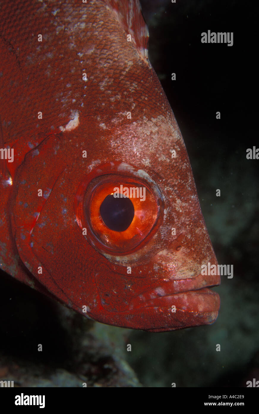 GLASSEYE SNAPPER HETEROPRIACANTHUS CRUENTATUS Stock Photo Alamy
