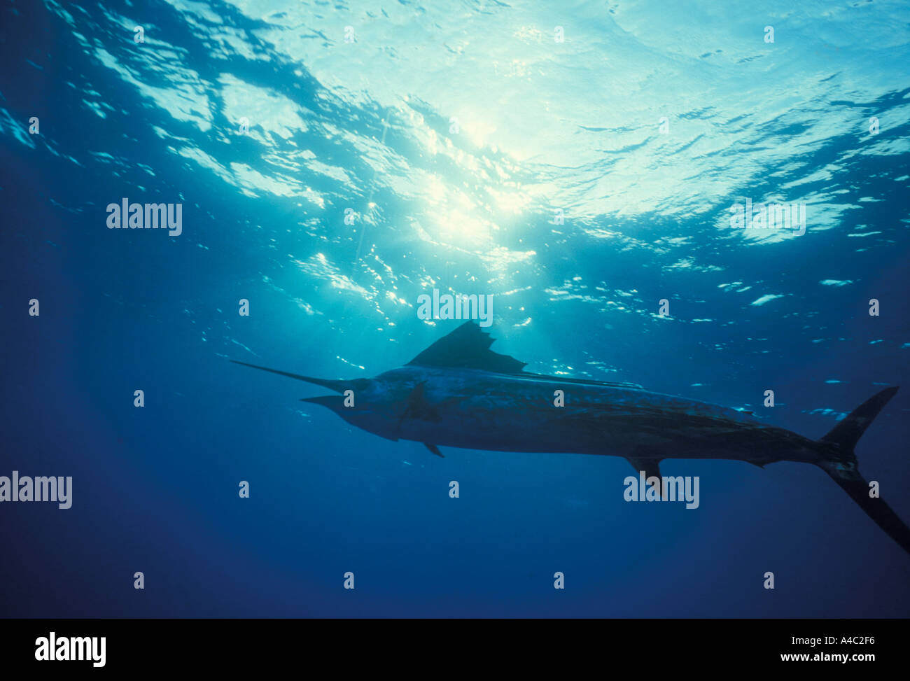 Istiophorus platypterus sailfish hi-res stock photography and images ...
