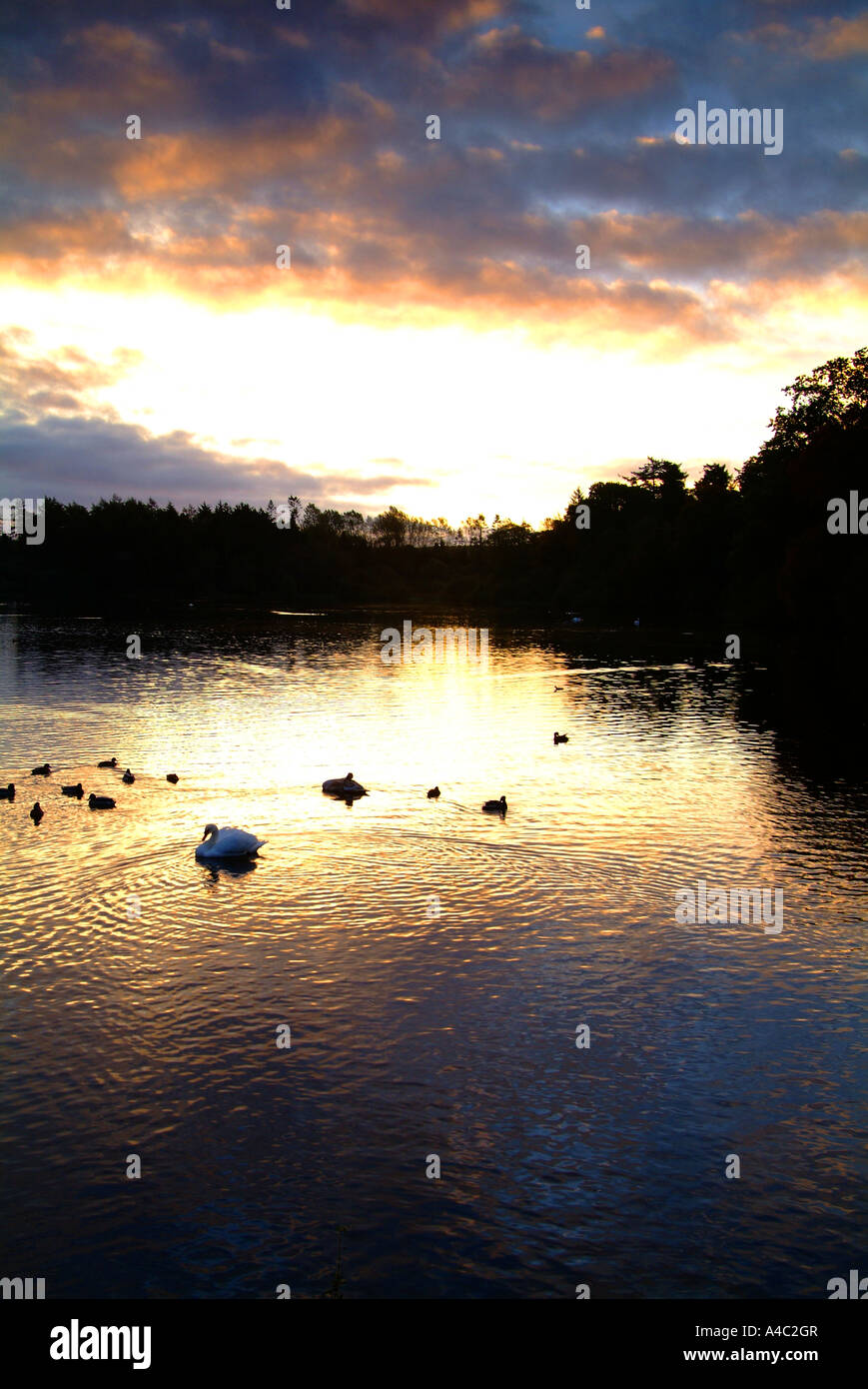 Sunrise over Hillsborough Lake, Hillsborough, County Down, Northern