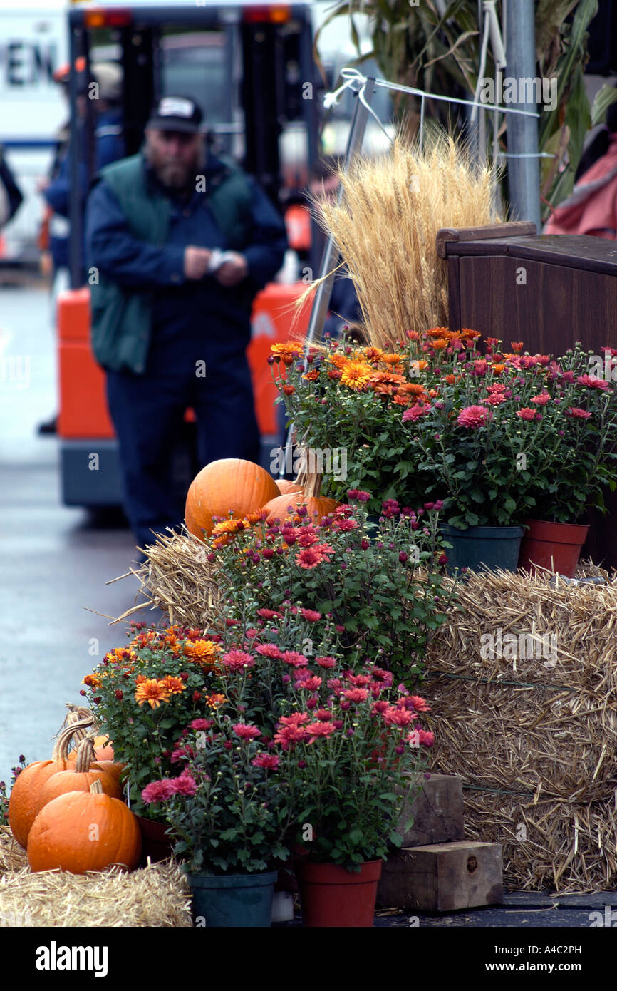 Worker standing near pumpkins and flowers Stock Photo