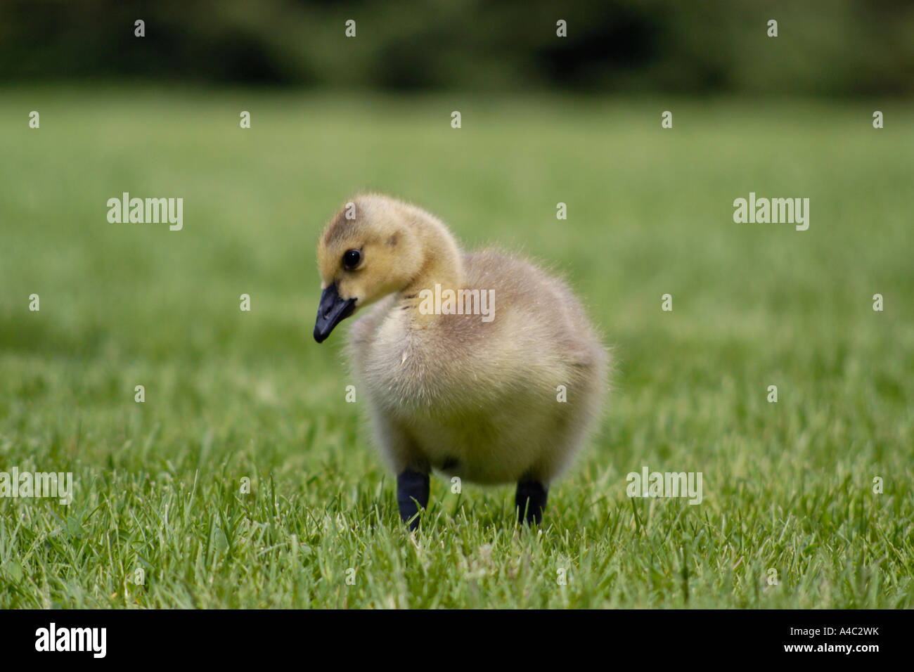 Baby Canadian goose Stock Photo