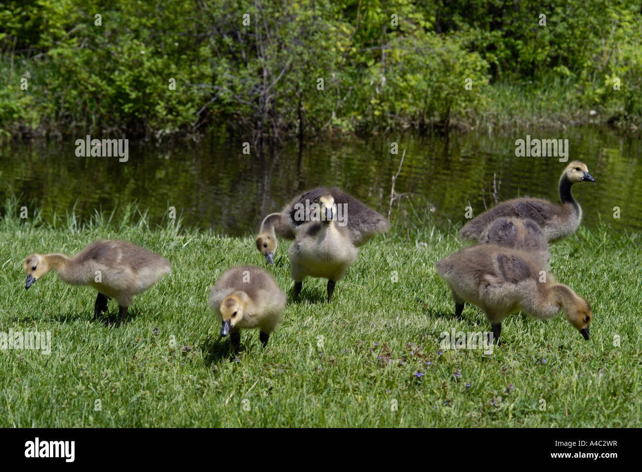 Young Canadian geese Stock Photo