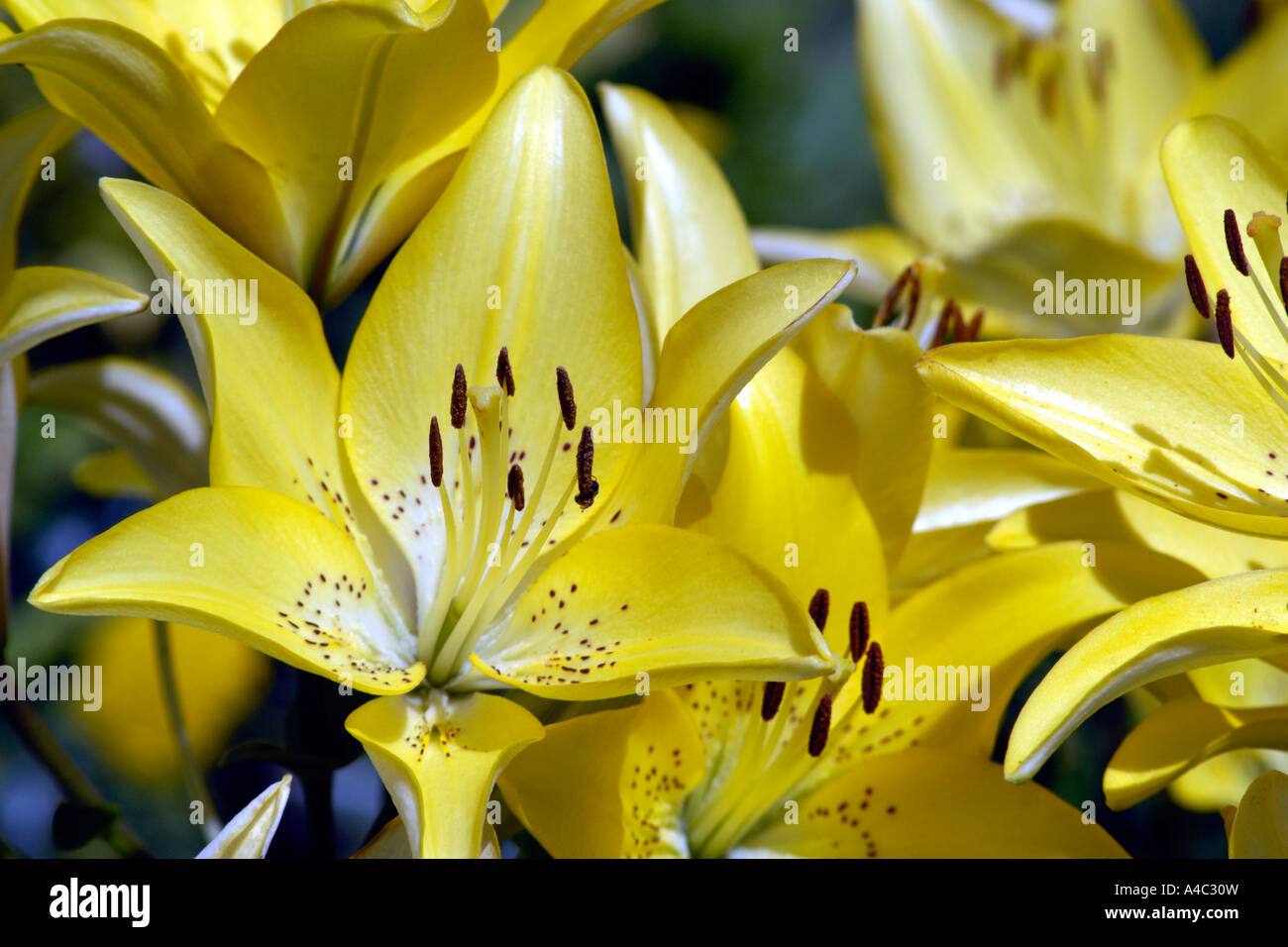 Yellow Asiatic hybrid lilies (Lilium Stock Photo Alamy