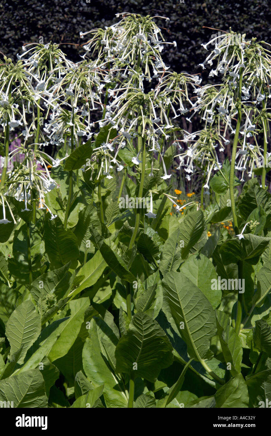 woodland tobacco plant Woodland Tobacco plant (Nicotiana sylvestris Stock Photo