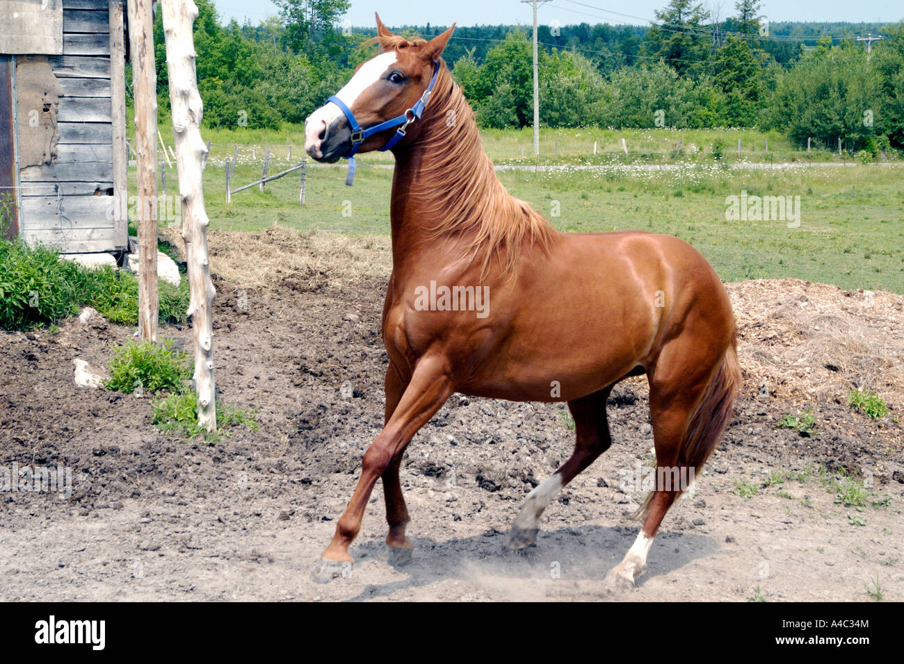Horse stopping Stock Photo 11002147 Alamy