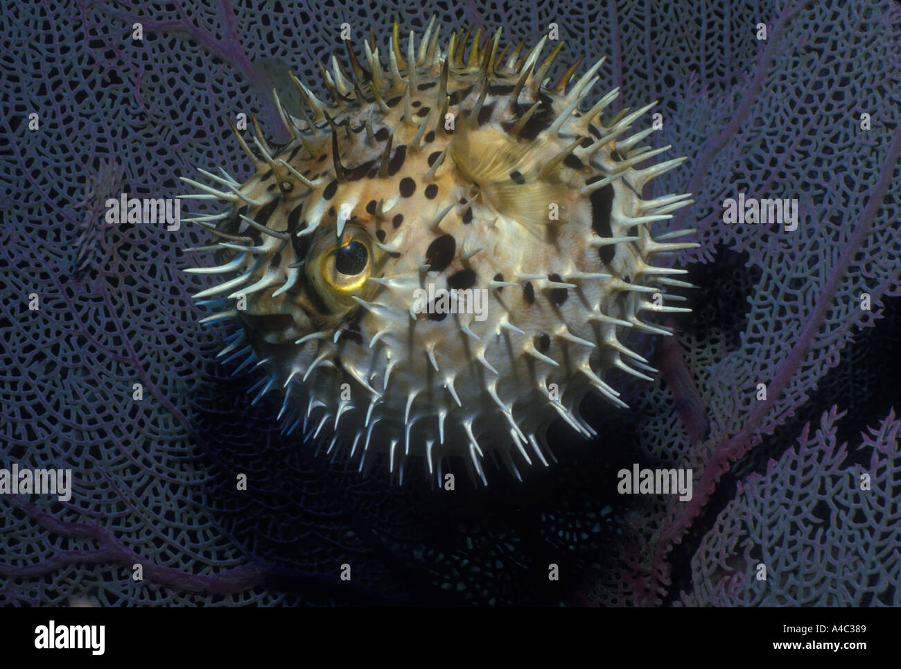 BALLOONFISH DIODON HOLOCANTHUS INFLATED FOR DEFENSE Stock Photo - Alamy