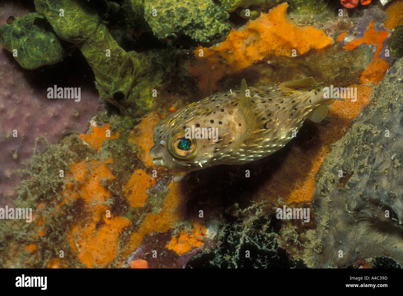 Diodon hi-res stock photography and images - Alamy