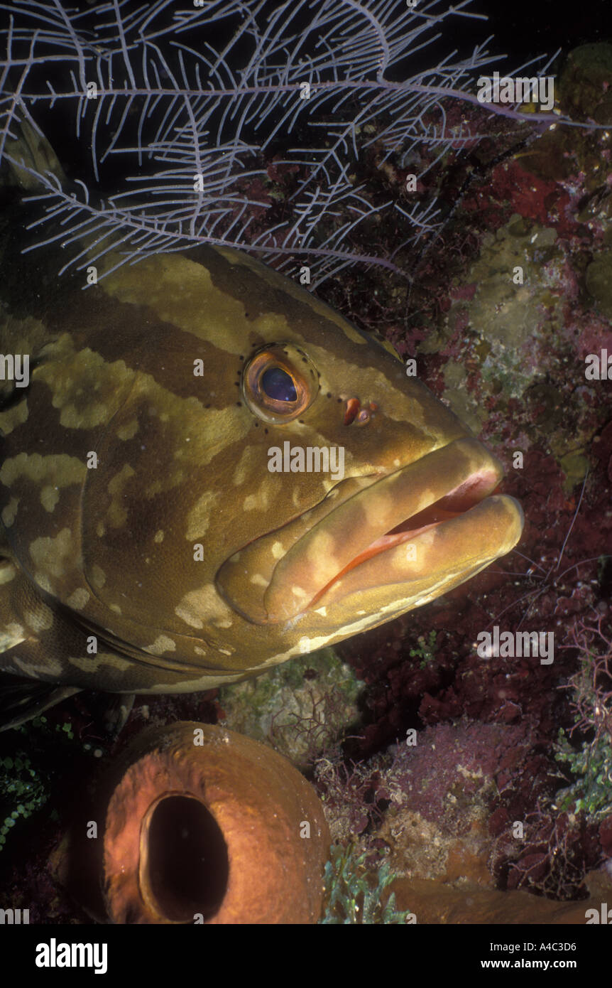 NASSAU GROUPER EPINEPHELUS STRIATUS Stock Photo Alamy