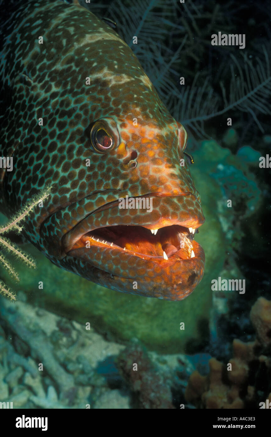TIGER GROUPER MYCTEROPERCA TIGRIS Stock Photo Alamy