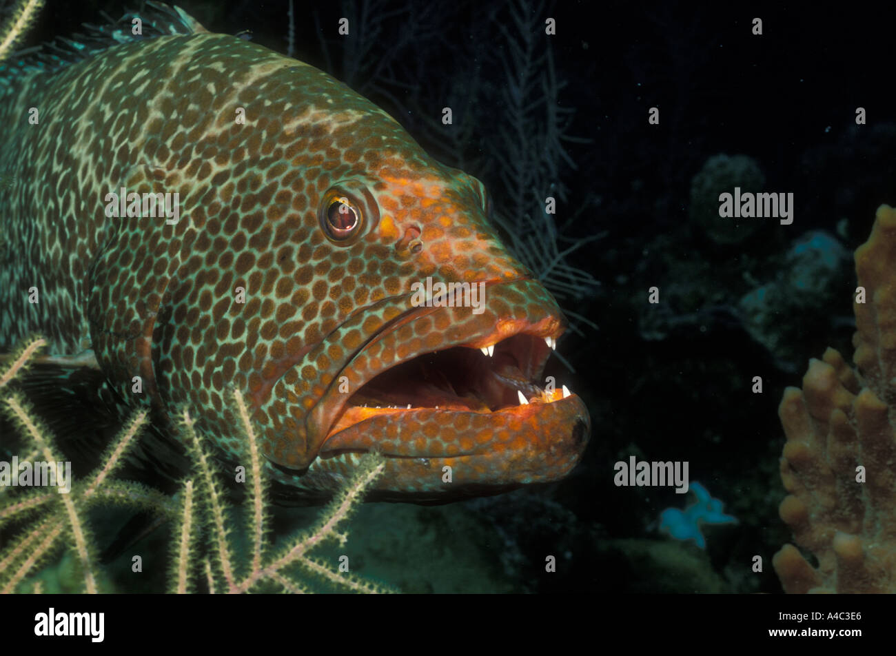 TIGER GROUPER MYCTEROPERCA TIGRIS Stock Photo Alamy