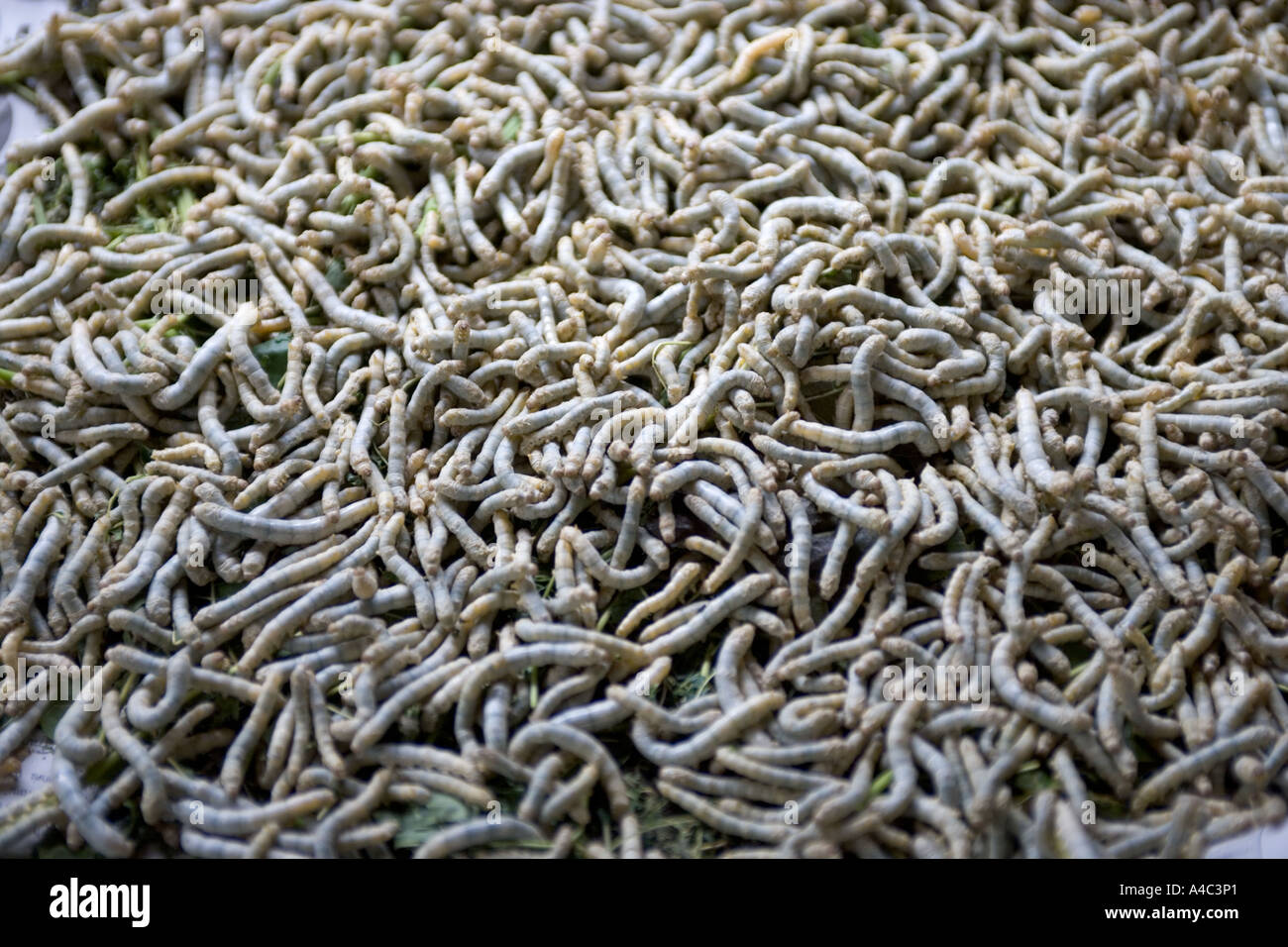 Silk Factory Silk Worms Chiang Mai Thailand Stock Photo