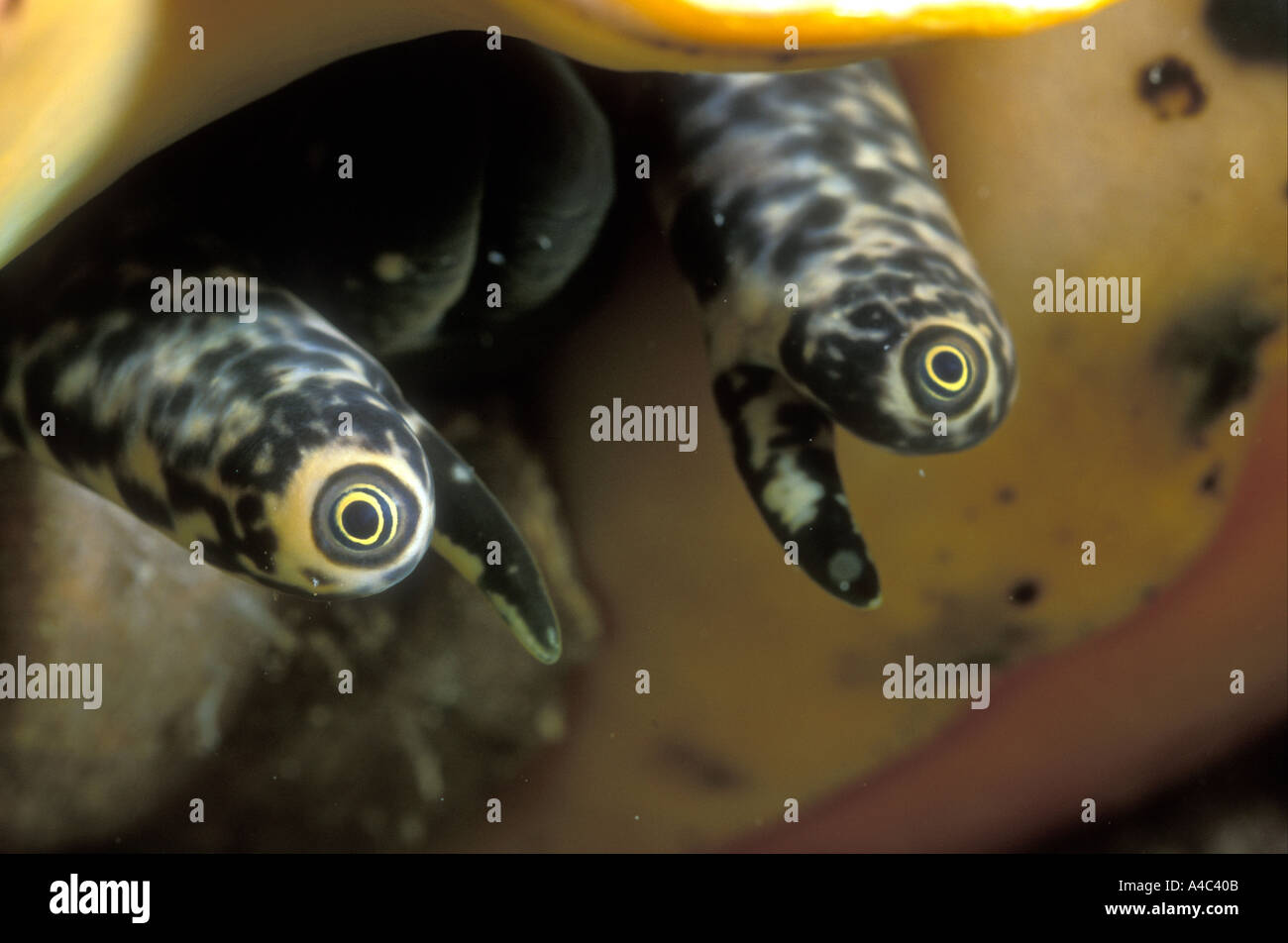 EYE STALKS OF A QUEEN CONCH STROMBUS GIGAS Stock Photo Alamy