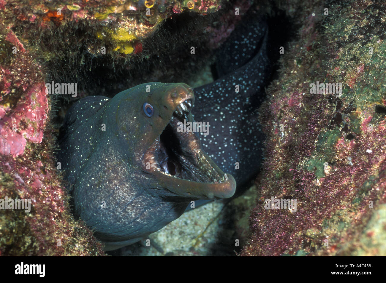 PANAMIC GREEN MORAY MORENA VERDE GALAPAGOS ISLANDS ECUADOR Stock Photo