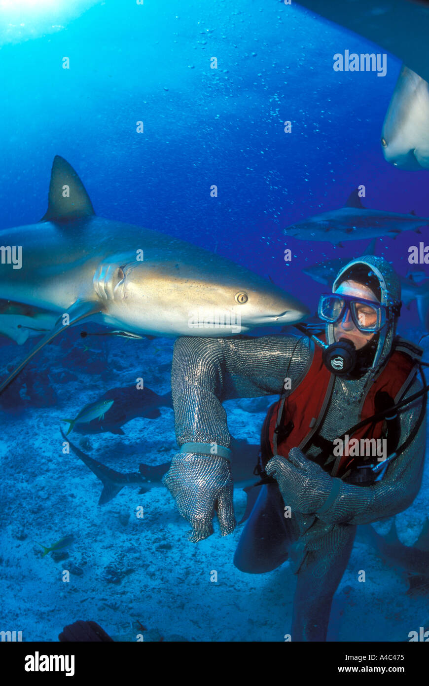 A DIVER IN A CHAIN MAIL SUIT FENDS OFF A CARIBBEAN REEF SHARK