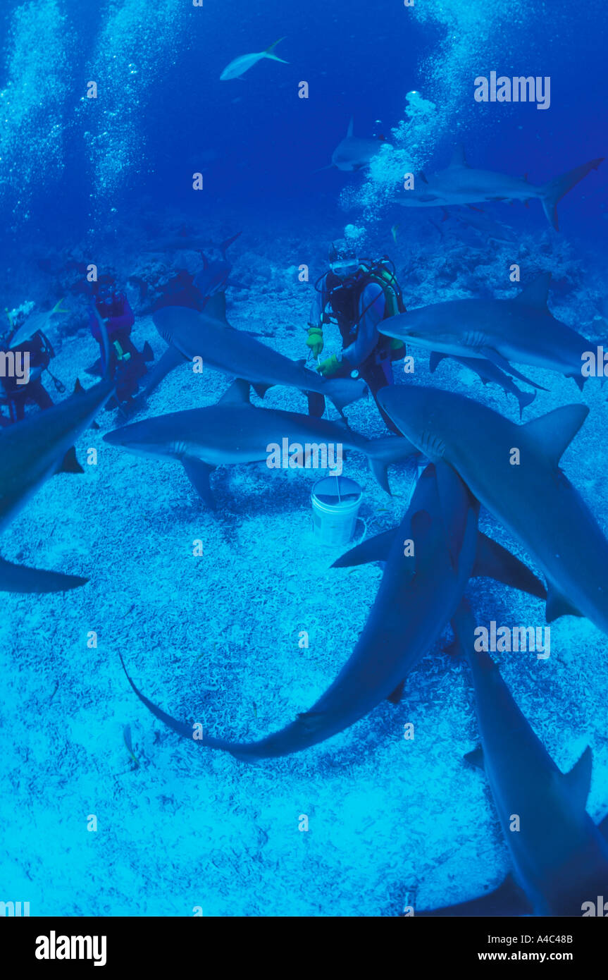 CARIBBEAN REEF SHARKS CARCHARHINUS PEREZI ON A SHARK FEEDING DIVE IN