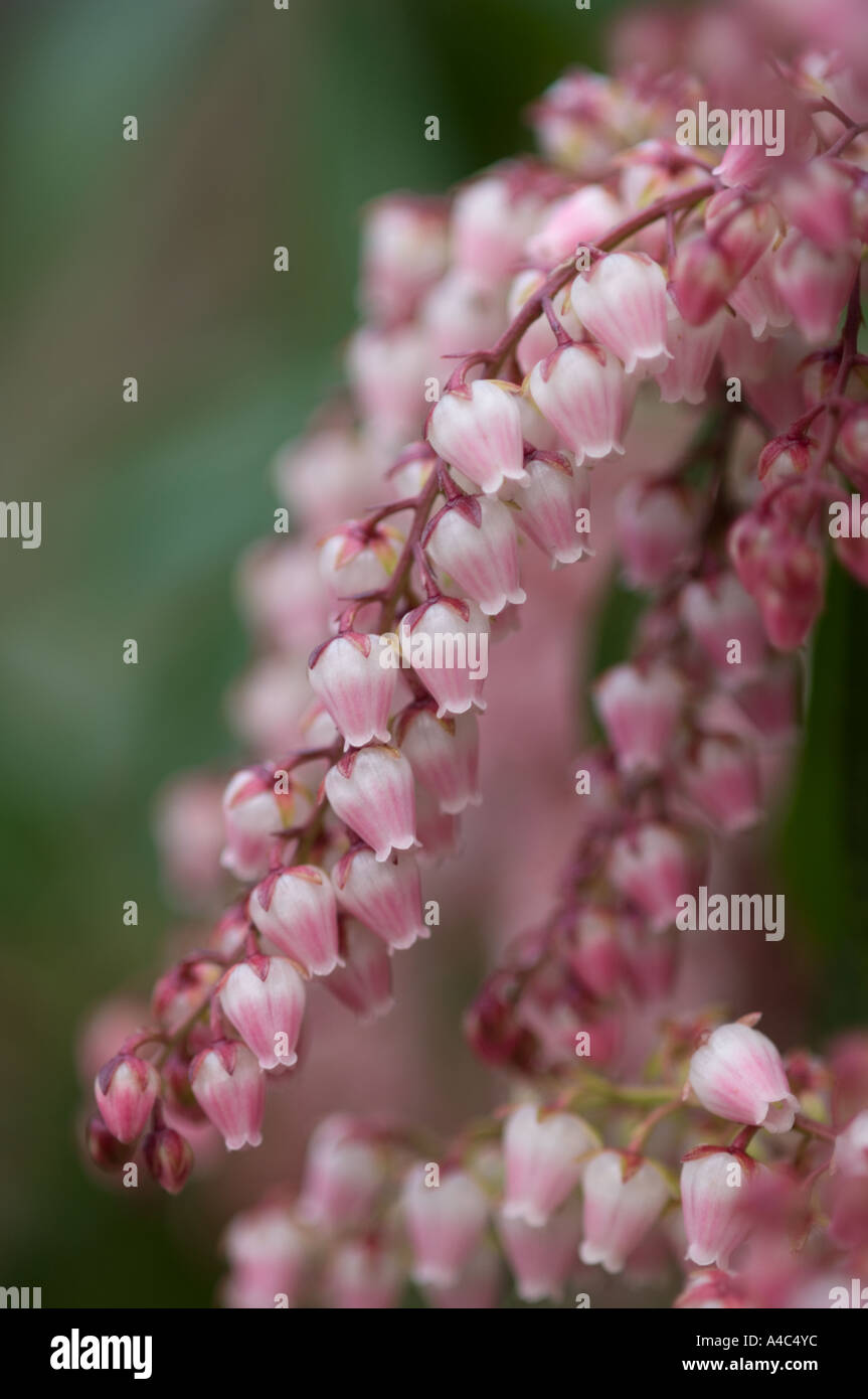 pieris valley Valentine Lily of the valley bush ericaceae Stock Photo