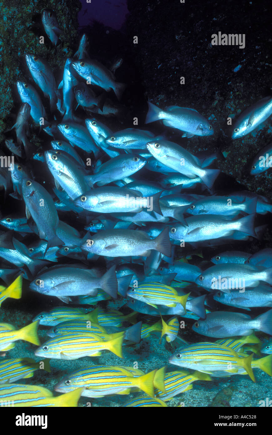 A VARIETY OF SCHOOLING FISH IN COCOS INCLUDING BLUE STRIPED SNAPPER Stock Photo