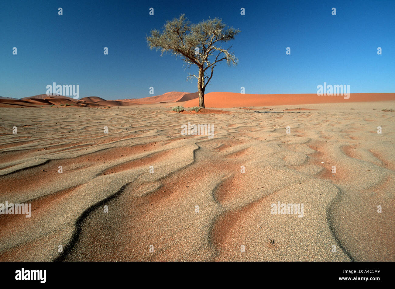 Patterns on Sand and lone tree in the Namib Desert Stock Photo