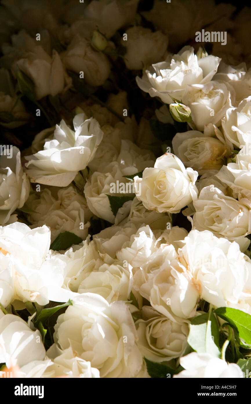 Bouquet of cut roses hi-res stock photography and images - Alamy
