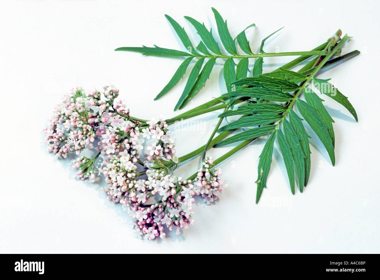 Common Valerian (Valeriana officinalis), flowering, studio picture Stock Photo