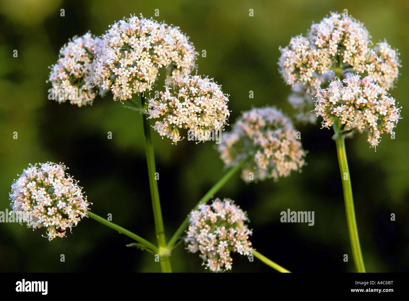 Common Valerian (Valeriana officinalis), flowering Stock Photo - Alamy