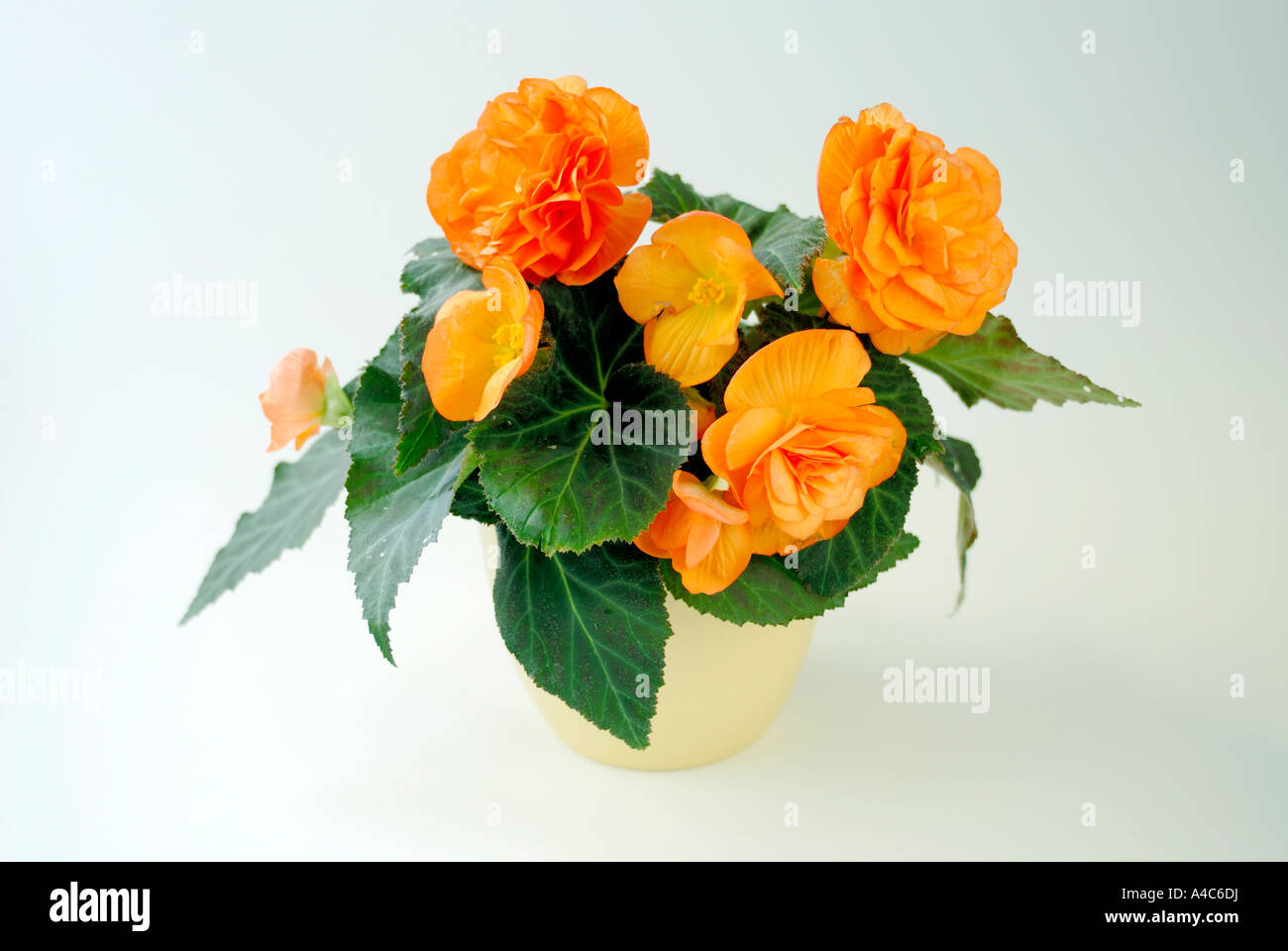 Begonia (Begonia spec), flowering potted plant, studio picture Stock Photo
