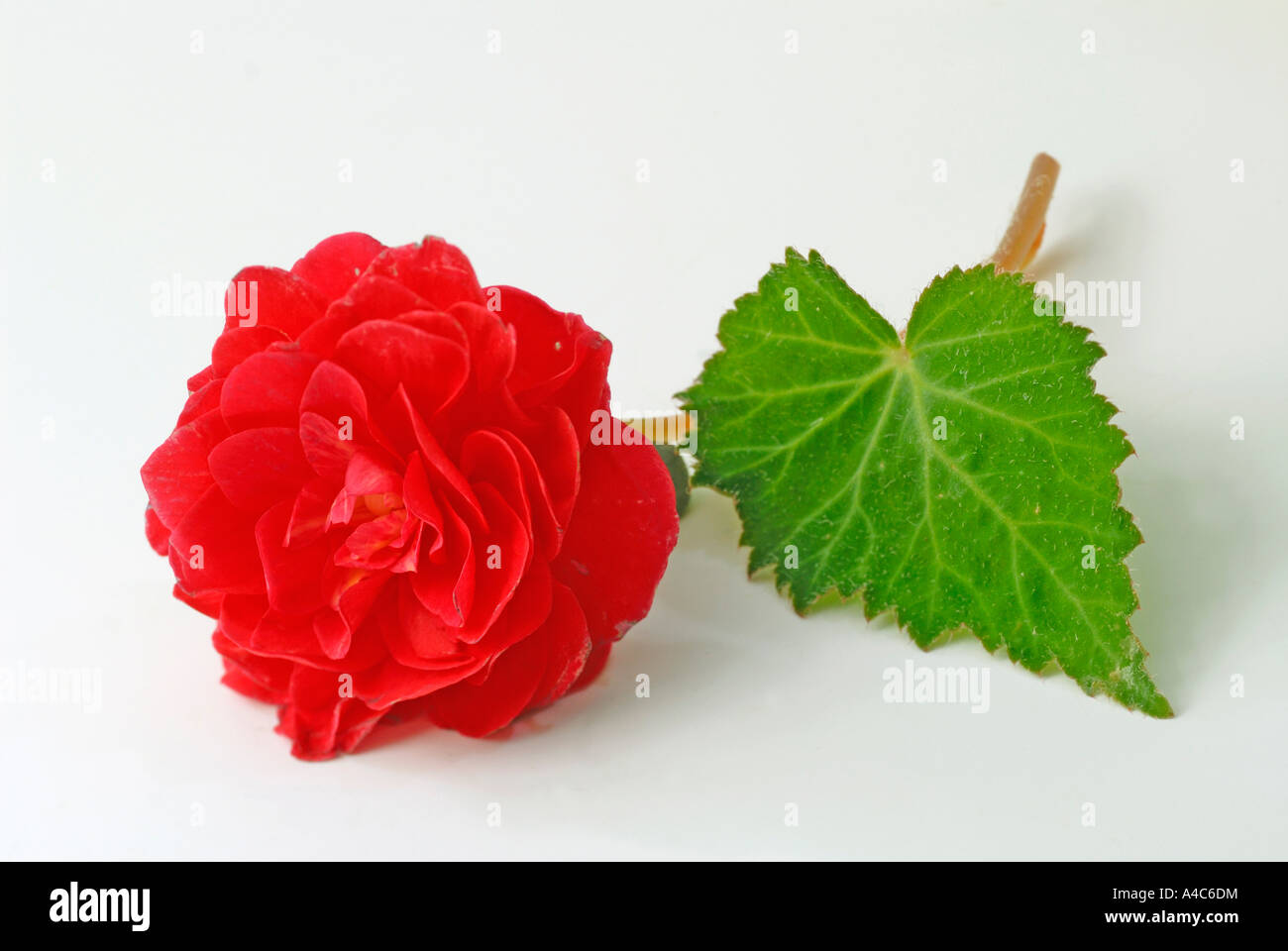 Begonia (Begonia spec), red flower, studio picture Stock Photo